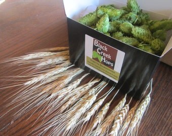 DIY Complete Hops and Wheat Boutonniere Kit - 40 Dried Hops Flowers plus 30 Wheat Stalks plus Wire and Tape, Beer Lover Boutonniere Kit