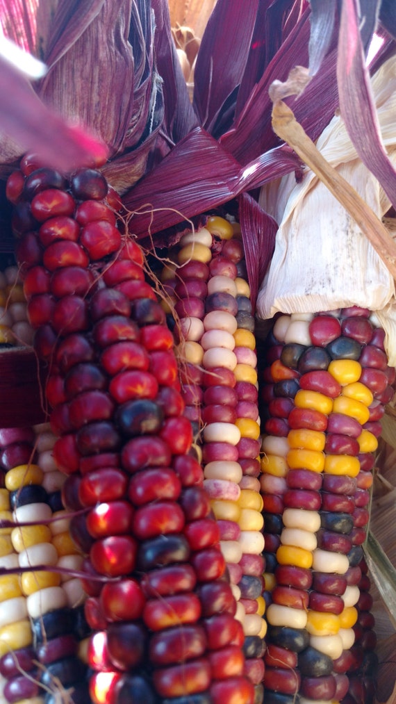 Painted Mountain Corn Sustainably grown Oregon Pacific