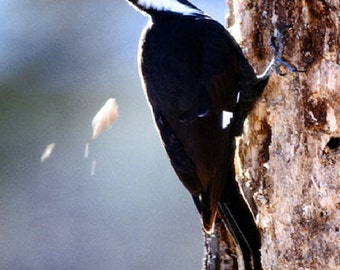 Pecker peckings! Woodpecker chips