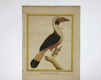 18th Century Francois-Nicolas Martinet Hand Colored Hornbill Bird Print "Femelle du Calao, de L'Isle Panay"
