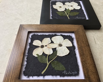 Pressed Dogwood Picture. Pressed Botanical Art. Available in Black and Walnut Frame. 8x8 Provincial Flower of BC