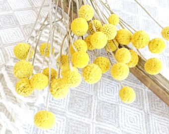 Dried Billy Balls, Craspedia Bunch, Drumstick Flower, Yellow Flowers, Dry Floral, Wedding Bouquet, Modern, Country Rustic Floral Arrangement