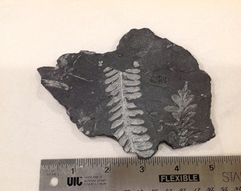 Fern fossils from Pennsylvania Llewellyn formation Pennsylvanian age