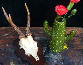 VINTAGE DEER ANTLERS 1-18: Roe deer with skull, mounted on dark and light wooden shields. Great Spring decor pieces.
