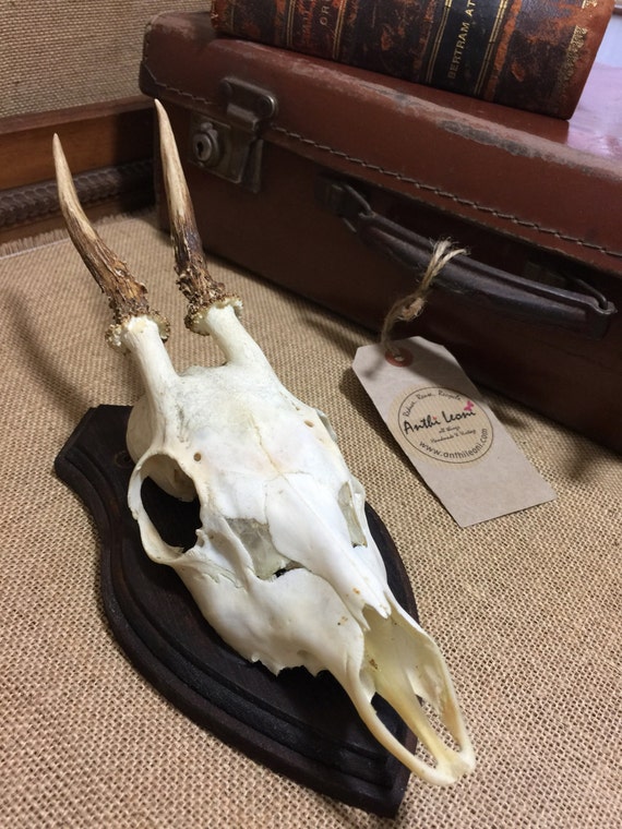 Vintage Animal Skull Head with Horns / Antlers from 1960s - Taxidermy Mounted on Wooden Trophy Shield - Home Decor Curio - Gothic Steam Punk