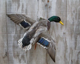 Mallard Drake - Duck - Flying Right - Captive Bred - Mount - Taxidermy