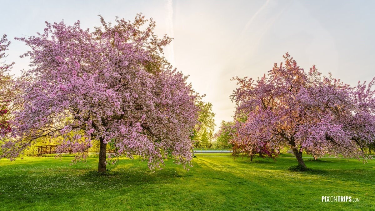 Flowering Pink Trees Ottawa Photography Nature