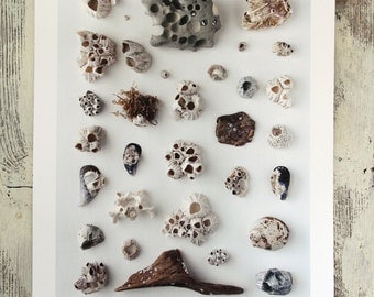 Naturalist poster BARNACLES - 13" x 19"