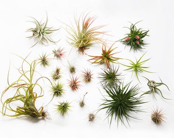 2 x air plant assortment - tillandsia house plant collection - live airplants - easy care plant for artificial moss