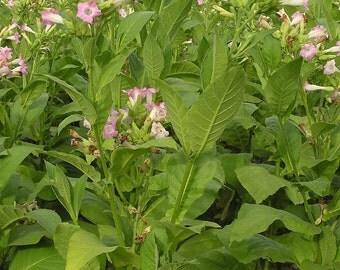 Virginia Tobacco -Nicotiana tabacum- 1000+ Samen/Seeds