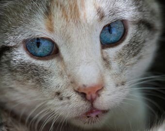 A homeless view of the life of a domestic cat.