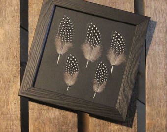 Numidia Guinea fowl feathers under frame / unique / the pen box