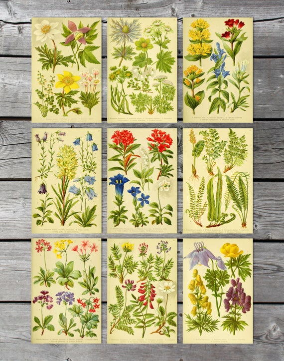 Printable botanical art Vintage botanical prints Antique