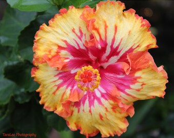 Multicolor Hibiscus