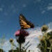 Barb Schlak