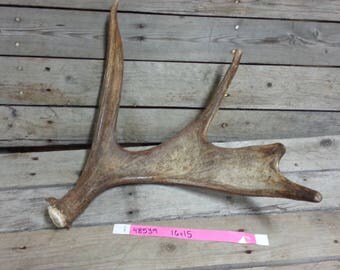Moose Antler - Fresh Small Shed - Lot No. 48539HP