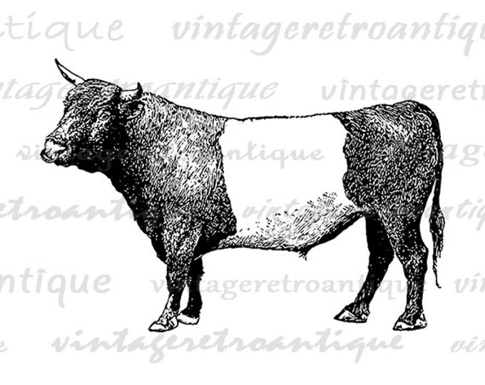 Printable Dutch Belted Bull Cow Graphic Download Digital Image Vintage Clip Art Jpg Png Eps HQ 300dpi No.3524