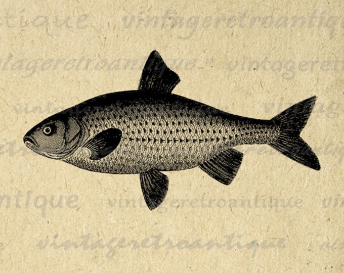 Digital Antique Fish Image Graphic Download Printable Illustration Vintage Clip Art Jpg Png Eps HQ 300dpi No.4047