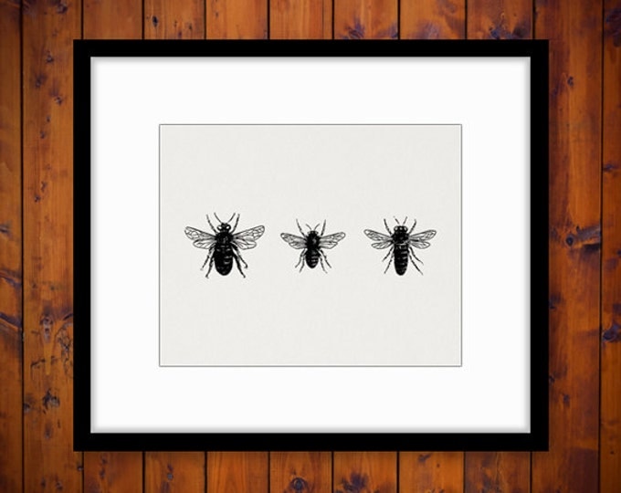 Bees Printable Image Graphic Collage Sheet Download Digital Vintage Clip Art Jpg Png Eps HQ 300dpi No.3275