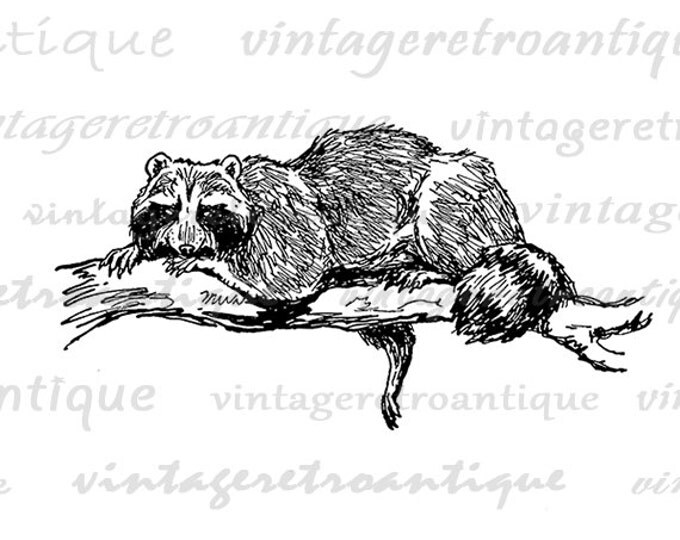 Antique Raccoon Printable Graphic Digital Download Image Vintage Clip Art Jpg Png Eps HQ 300dpi No.336