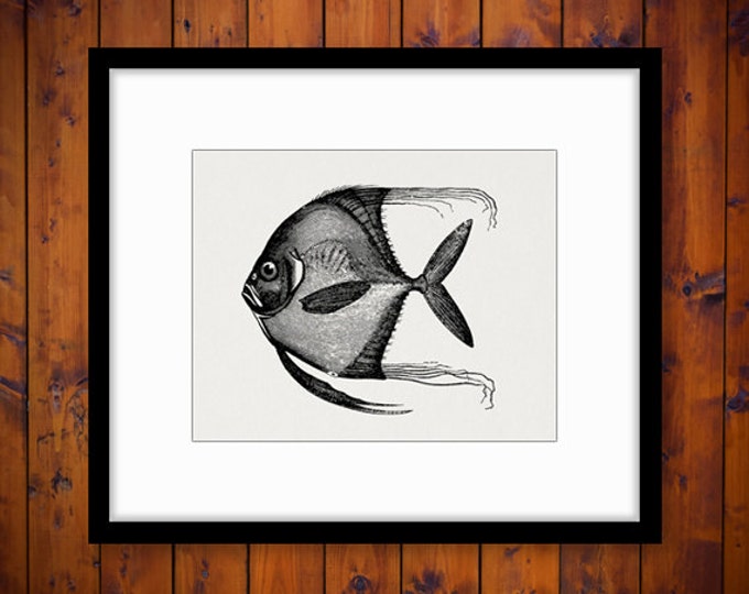 Antique Fish Graphic Printable Image Download Ocean Sea Digital Vintage Clip Art Jpg Png Eps HQ 300dpi No.580