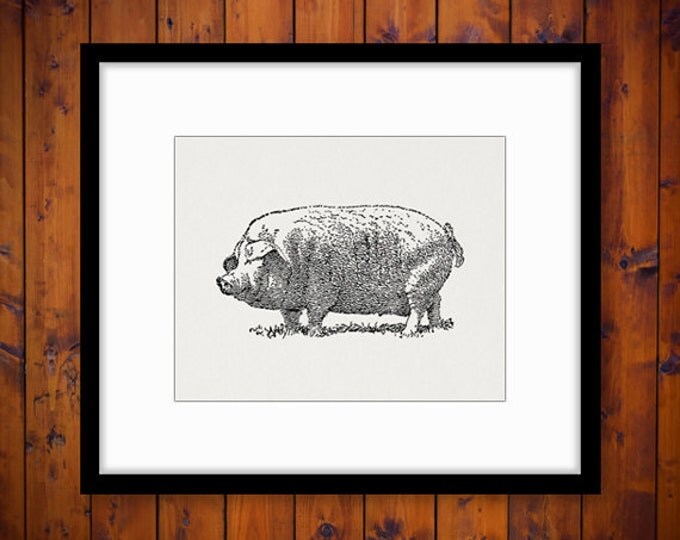 Big Pig Printable Image Graphic Illustration Digital Download Antique Clip Art Jpg Png Eps HQ 300dpi No.3215