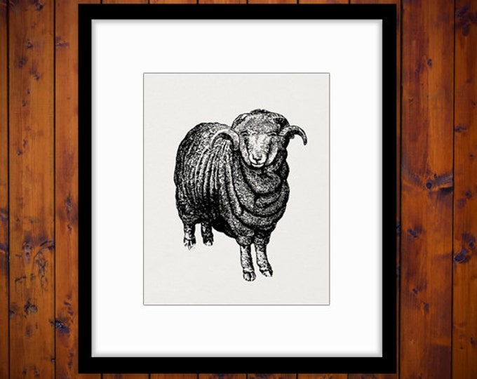 Printable Graphic Merino Sheep Digital Download Image Antique Clip Art Jpg Png Eps HQ 300dpi No.612