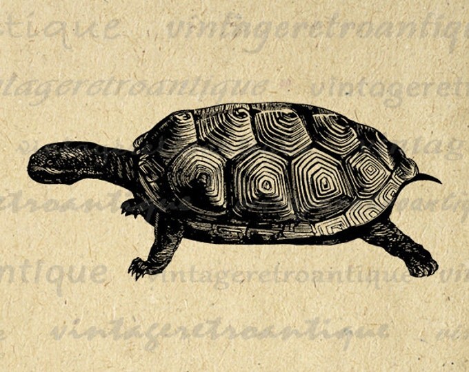 Digital Printable Tortoise Turtle Graphic Download Illustrated Image Vintage Clip Art Jpg Png Eps HQ 300dpi No.2100