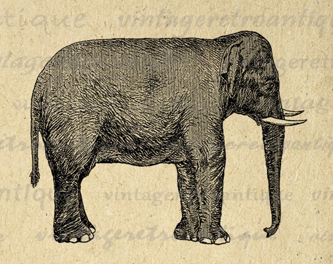 Digital Graphic Elephant Image Download Illustration Printable Artwork Vintage Clip Art Jpg Png Eps HQ 300dpi No.2680