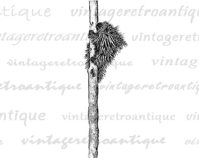 Porcupine in Tree Printable Digital Image Antique Graphic Download Vintage Clip Art Jpg Png Eps HQ 300dpi No.716