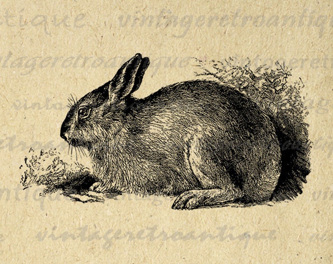 Printable Image Antique Rabbit Download Bunny Illustration Graphic Digital Vintage Clip Art Jpg Png Eps HQ 300dpi No.3652