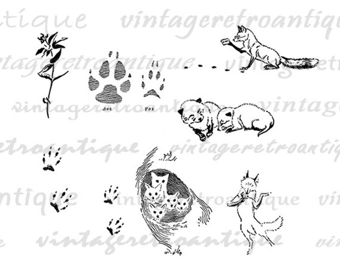 Digital Fox Collage Sheet Graphic Printable Animal Download Illustration Image T-Shirts Jpg Png Eps HQ 300dpi No.949