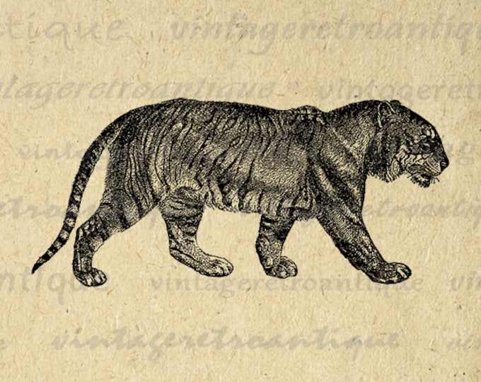 Printable Image Bengal Tiger Digital Download Illustration Graphic Vintage Clip Art Jpg Png Eps HQ 300dpi No.2684