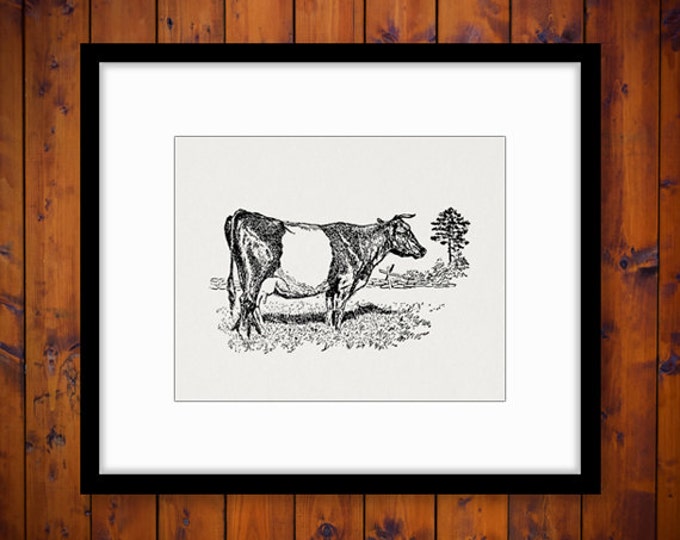 Printable Image Dutch Belted Cow Graphic Animal Download Illustration Digital Antique Clip Art Jpg Png Eps HQ 300dpi No.3550