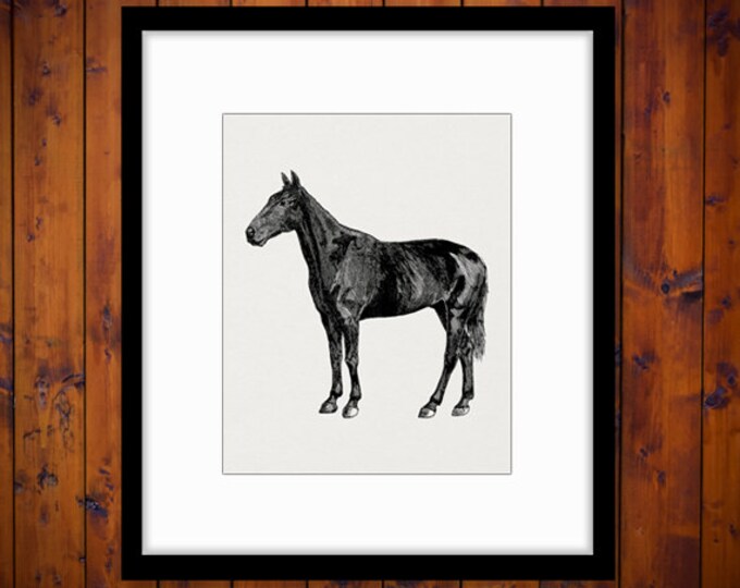 Antique Horse Illustration Digital Image Printable Horse Graphic Download Vintage Clip Art Jpg Png Eps HQ 300dpi No.2931