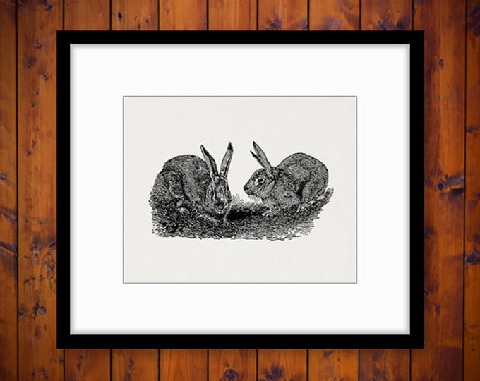 Digital Belgian Hares Rabbits Graphic Image Bunny Download Illustrated Printable Vintage Clip Art Jpg Png Eps HQ 300dpi No.3147