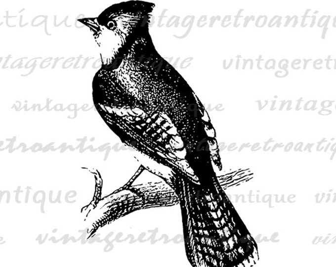 Printable Image Bluejay Graphic Bird Download Antique Digital Vintage Clip Art Jpg Png Eps HQ 300dpi No.135