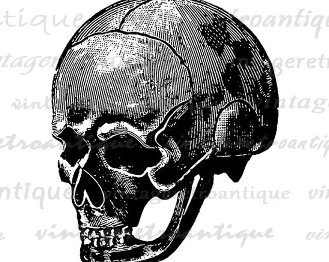 Digital Graphic Skull Image Illustration Download Antique Printable Vintage Clip Art Jpg Png Eps HQ 300dpi No.1348