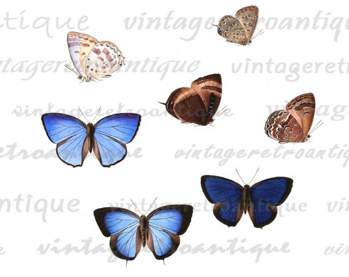 Butterflies Collage Sheet Graphic Digital Images Color Download Printable Vintage Clip Art HQ 300dpi No.819