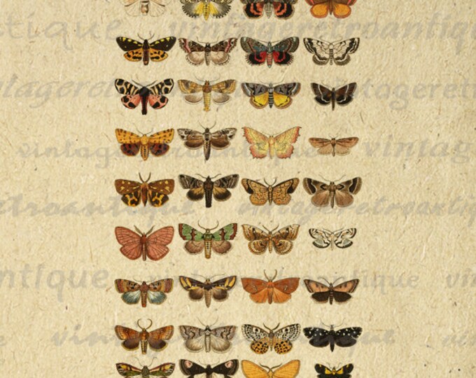 Printable Butterflies and Moths Collage Sheet Image Graphic Download Color Illustrations Digital Antique Clip Art HQ 300dpi No.3874