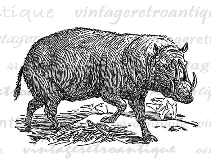 Printable Graphic Babirussa Download Wild Animal Digital Image Vintage Clip Art Jpg Png Eps HQ 300dpi No.3245