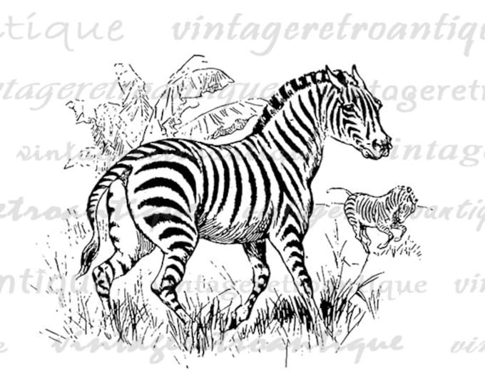 Antique Zebra Image Printable Graphic Digital Download Vintage Clip Art for Transfers Printing etc Jpg Png Eps HQ 300dpi No.691