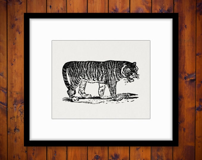 Printable Graphic Tiger Image Download Antique Tiger Illustration Digital Vintage Clip Art Jpg Png Eps HQ 300dpi No.3897