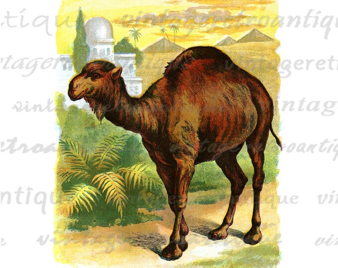 Color Camel Illustration Printable Graphic Download Image Digital Vintage Clip Art for Transfers Making Prints etc HQ 300dpi No.1961