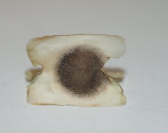 Moringa Seeds