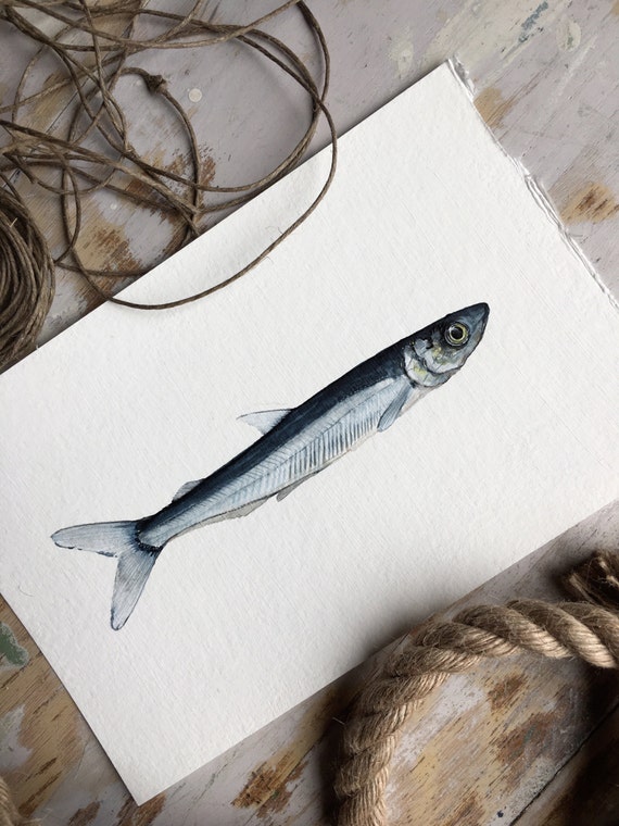 Original watercolor painting of a sardine / fish art animal