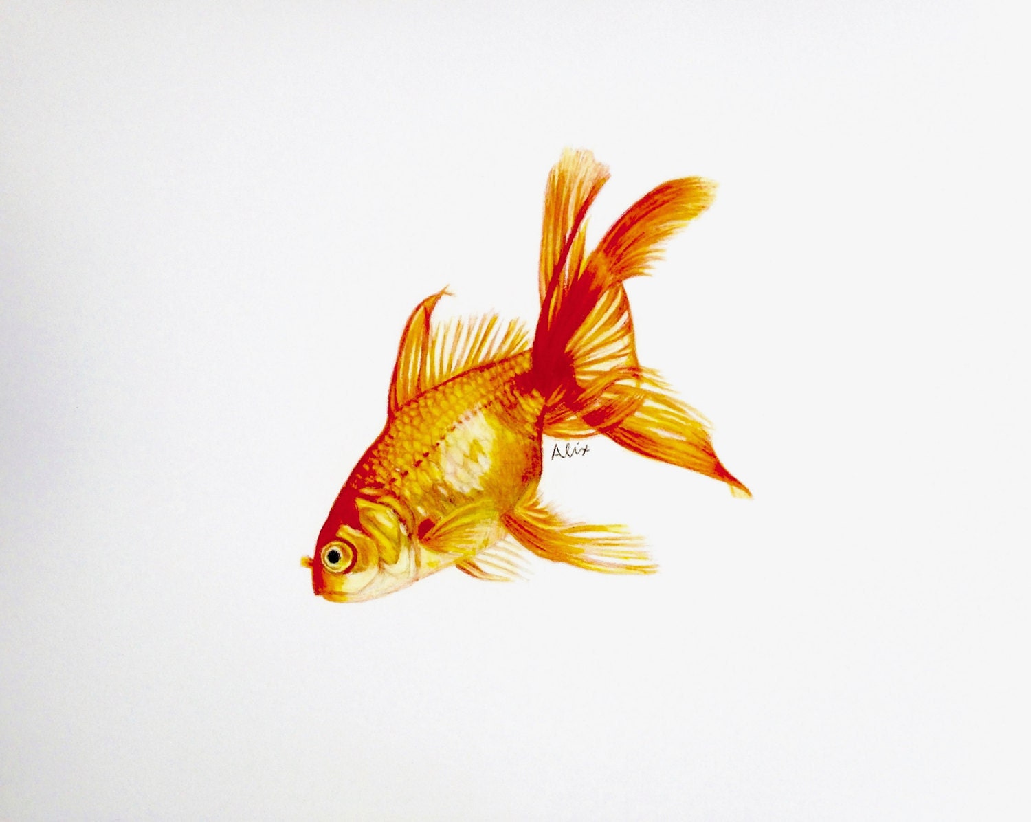 Goldfish colored pencil drawing ORIGINAL