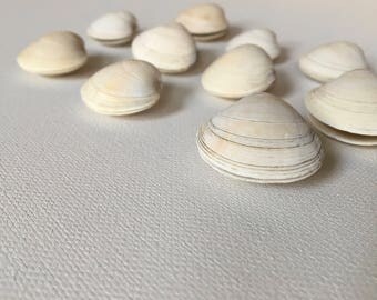 Whole Quahog/Clam Shells - Bulk Sea Shells for Crafting and Home Decor