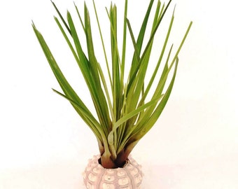Air Plant Tricolor in Sea Urchin Shell Tillandsia , Coastal Design , Beach Decor Desk Accessory , Home Decor , Handmade