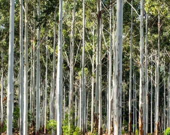 Forest Trees, Western Australia, Autumn